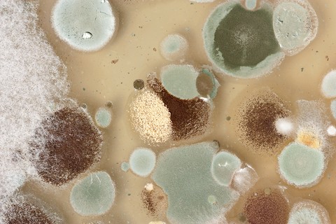 WHEN IS MOLD SEASON AND WHAT CAUSES IT