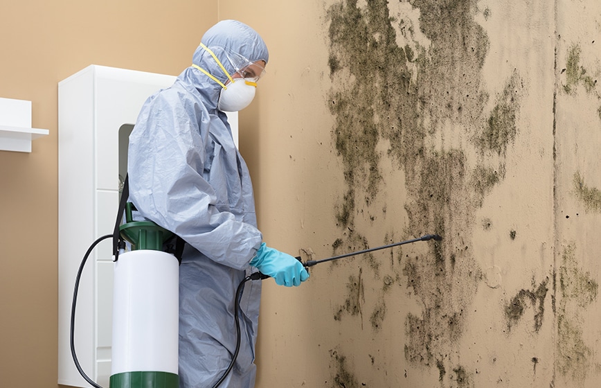 Mold Remediation Fairfield County Mold Removal Ct Llc